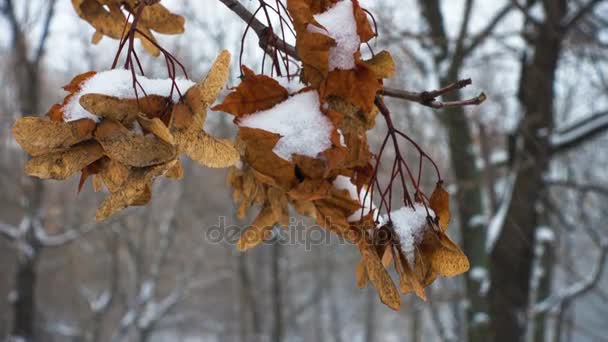 Maple frön täcks med snö under snöfallet — Stockvideo