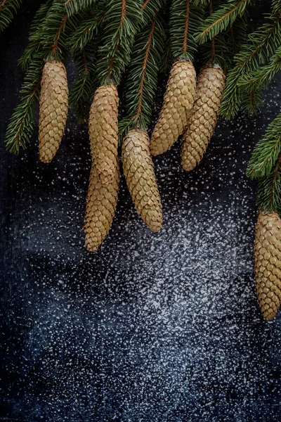 Chalkboard and branches of fir with cones — Stock Photo, Image