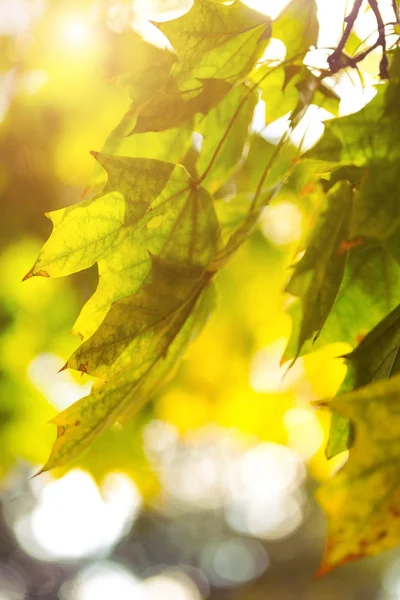 Ramo con foglie d'acero — Foto Stock