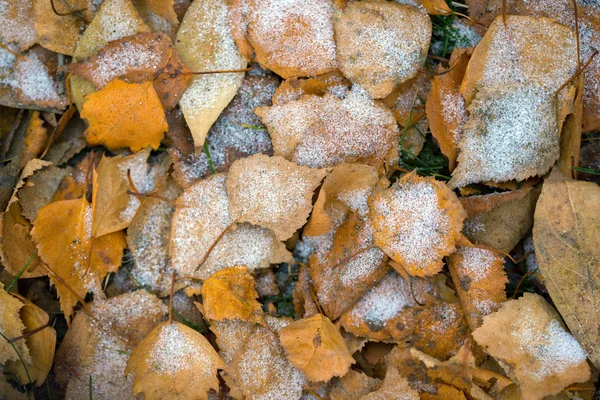 Der herbstliche Hintergrund — Stockfoto