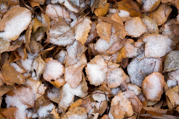 Lo sfondo autunnale — Foto Stock