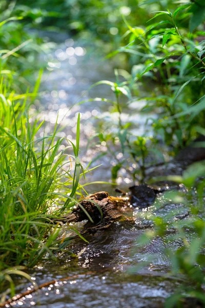 Creek in a spring forest — Stock Photo, Image