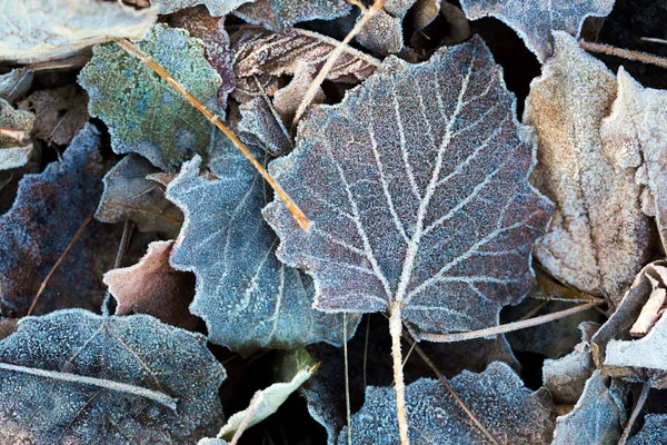 De herfst achtergrond — Stockfoto