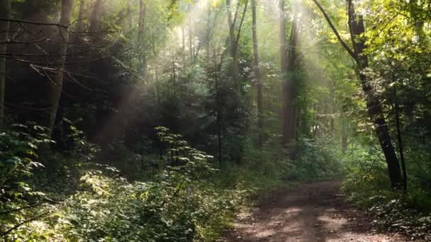 Morgen Waldbäume mit steigenden Sonnenstrahlen nach dem Regen — Stockvideo