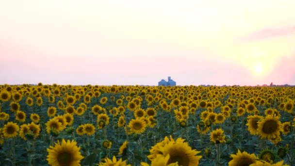 Widok na pole wieczorne z kwitnącymi słonecznikami — Wideo stockowe