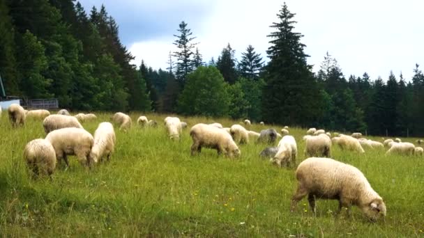 Grupo de ovejas en un campo verde — Vídeo de stock