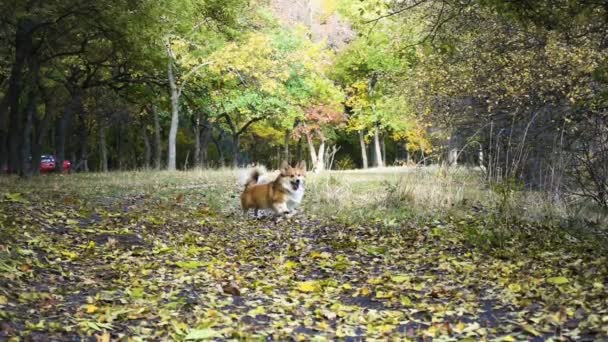 Divertido galés corgi esponjoso perro caminando al aire libre — Vídeos de Stock