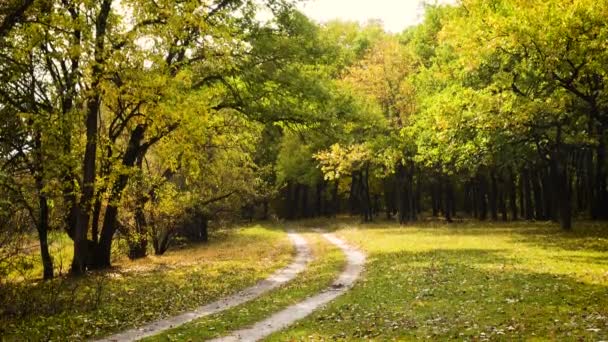 Наземная дорога в осеннем лесу — стоковое видео