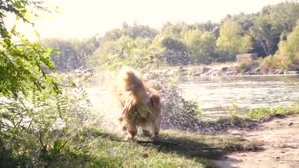 Galce corgi tüylü köpek bir nehir kıyısında dışarı sallayarak — Stok video