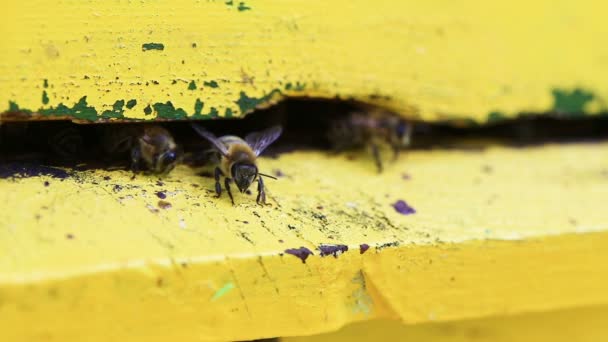 Bijen vliegen in en uit bijenkorf van dichtbij bekijken — Stockvideo
