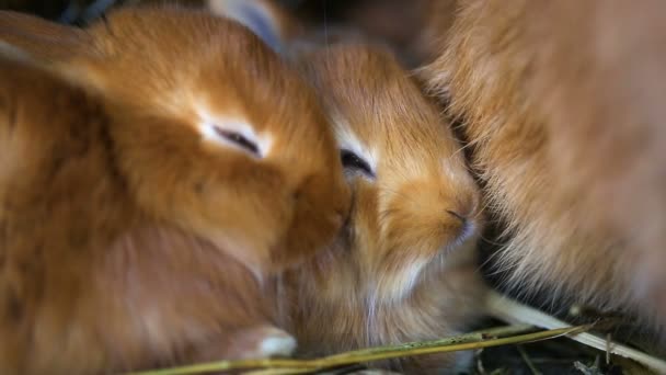Pequeños conejos rojos en la jaula — Vídeos de Stock