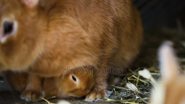 Little red rabbits at the cage — Stock Video