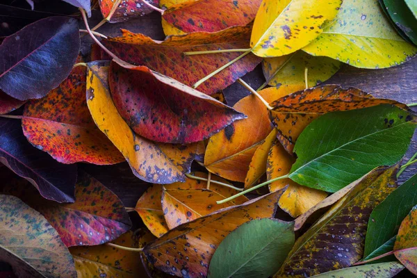 Höstens bakgrunden — Stockfoto