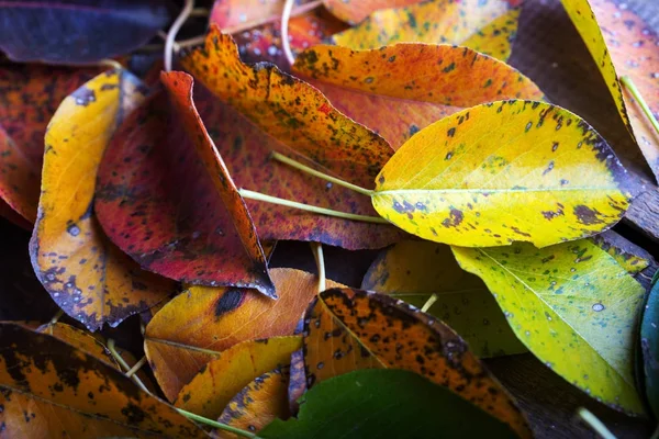 De herfst achtergrond — Stockfoto