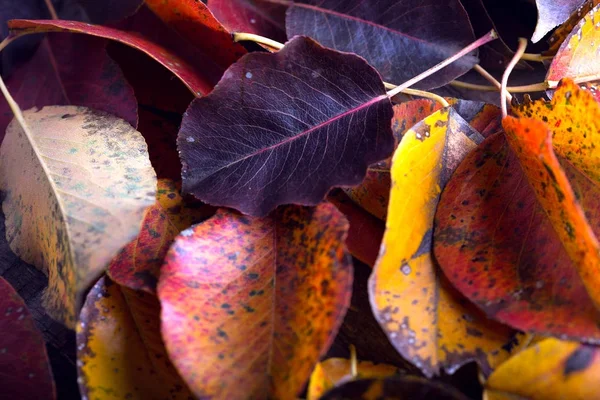 De herfst achtergrond — Stockfoto