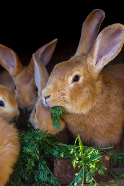 Lapin et petits lapins — Photo