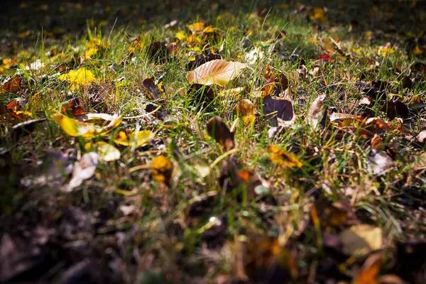 Mooie herfst achtergrond — Stockfoto