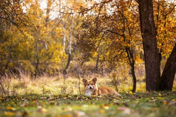 Retrato esponjoso corgi — Foto de Stock