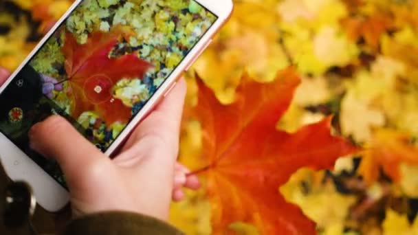 Дівчина фотографує осіннє кленове листя зі смартфоном — стокове відео