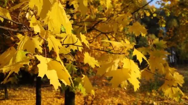 Bright maple leaves on a autumn tree at the park — Stock Video