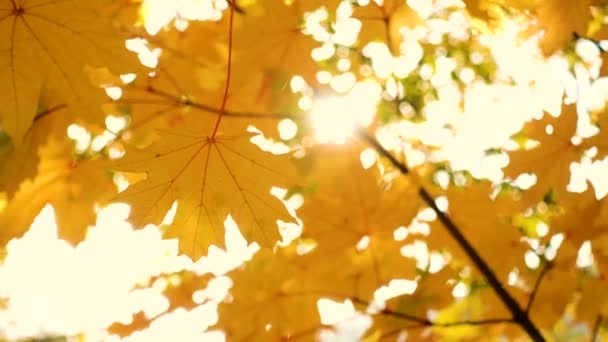 Foglie d'acero luminose su un albero autunnale al parco — Video Stock