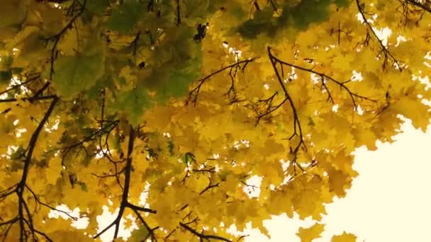 明亮的枫树叶在秋天树上，在公园里 — 图库视频影像