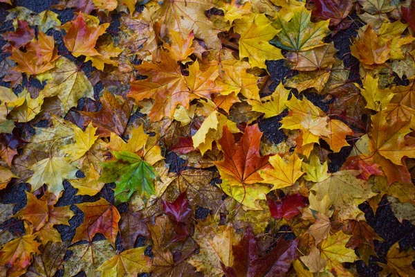 Herfst humeur en meisje — Stockfoto