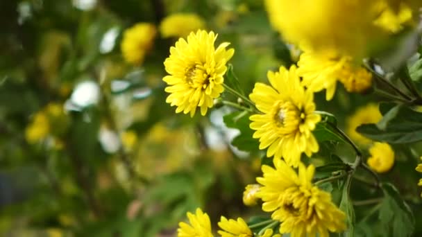 Yellow chrysanthemum bush on a wind — Stock Video