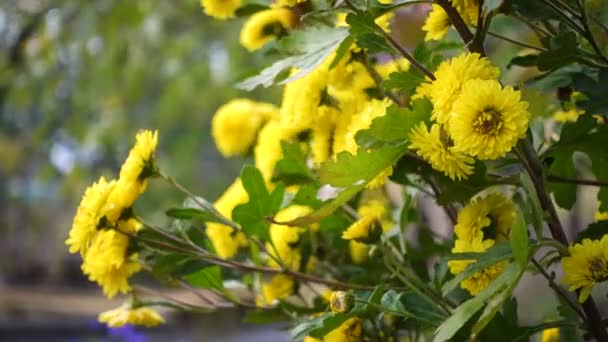 Cespuglio di crisantemo giallo su un vento — Video Stock