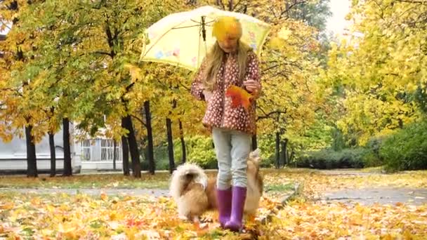Дитяча дівчина з парасолькою на осінній прогулянці зі своїм собакою-коргі — стокове відео