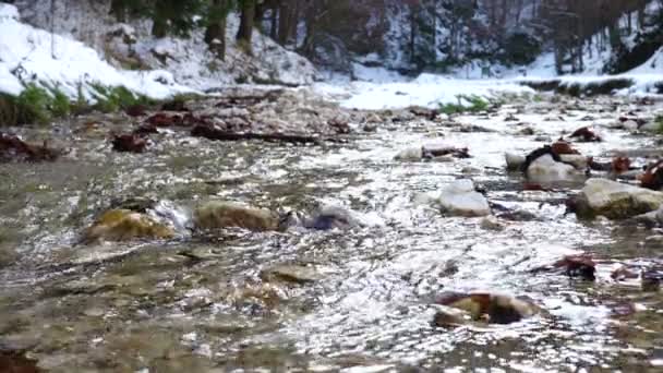 Zblízka pohled na podzimní potok teče v podzimním lese — Stock video