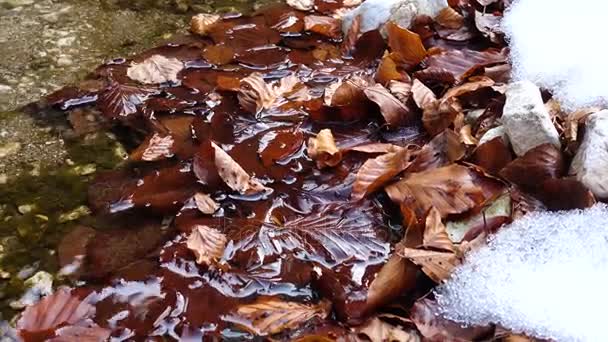 Zblízka pohled na podzimní potok teče v podzimním lese — Stock video