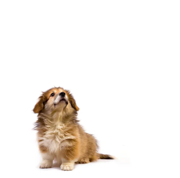 威尔士矮脚狗毛茸茸的小狗 — 图库照片
