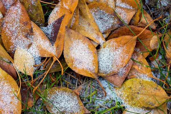 Der herbstliche Hintergrund — Stockfoto