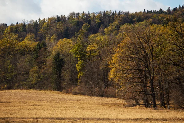 Trees on a meadow at the autumn forest — Stock Photo, Image