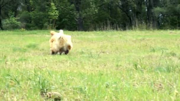 Legrační Corgi Nadýchané Pes Hraje Míč Venku — Stock video