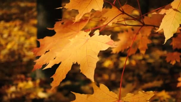 Bright Maple Leaves Autumn Tree Park — Stock Video