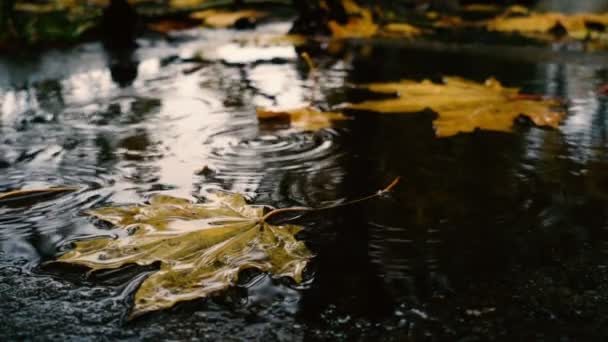 Gotas Lluvia Cayendo Charco Con Las Hojas Arce Amarillo — Vídeos de Stock