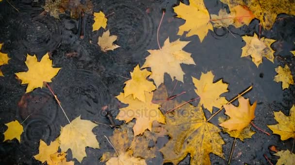 Капли Дождя Падают Лужу Желтыми Кленовыми Листьями — стоковое видео