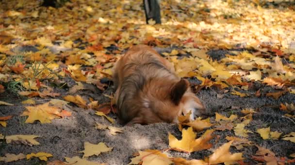 风趣的威尔士科奇毛茸茸的狗在户外散步 — 图库视频影像