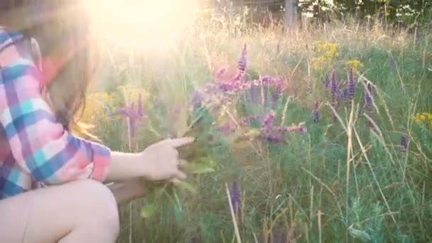 Dziewczyna Zbiera Kwiaty Szałwii Zachodzie Słońca — Wideo stockowe