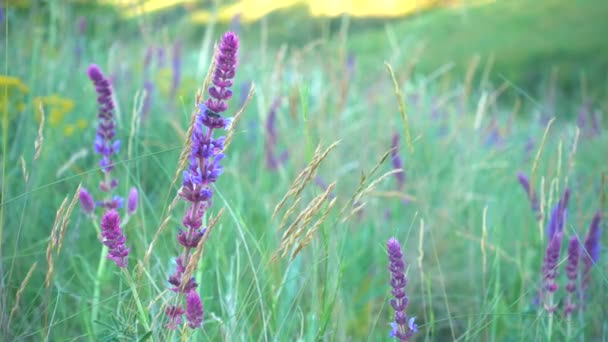 Salvia Grass Close Evening Time — Stock Video