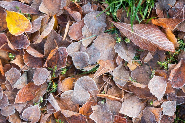 Frosted bladeren liggen op een gras — Stockfoto