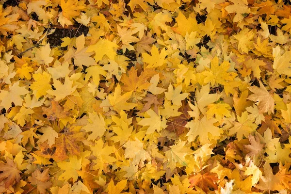 Esdoorn bladeren op een grond herfst achtergrond — Stockfoto