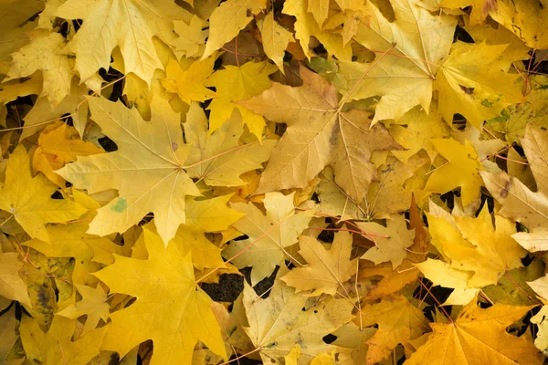 Foglie d'acero su uno sfondo di autunno di terra — Foto Stock