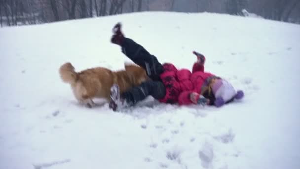 面白いコーギーふわふわ子犬が冬の日に屋外で女の子と歩く — ストック動画