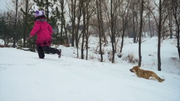 Komik Corgi Pofuduk Köpek Kışın Küçük Bir Kızla Dışarıda Yürüyor — Stok video