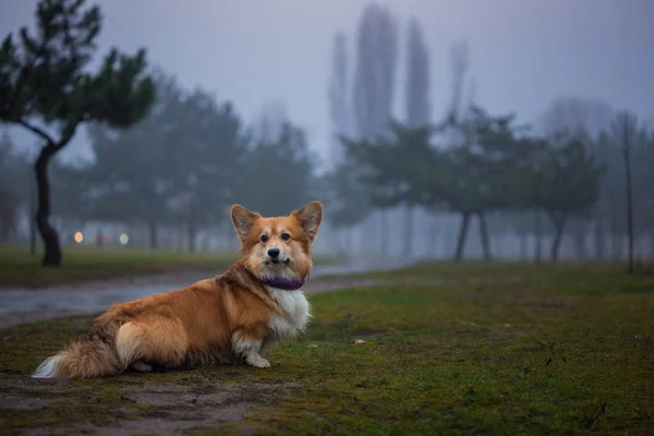 Perro mullido corgi — Foto de Stock