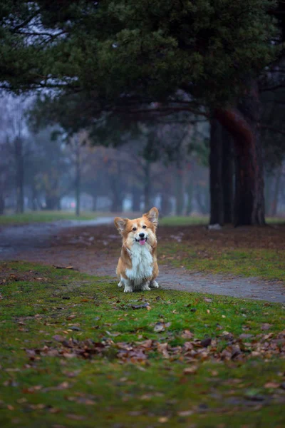 Corgi cachorro fofo — Fotografia de Stock