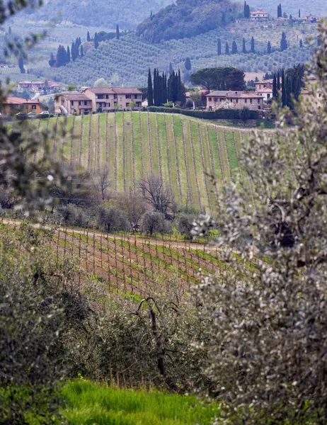 Weinberge in der Toskana — Stockfoto